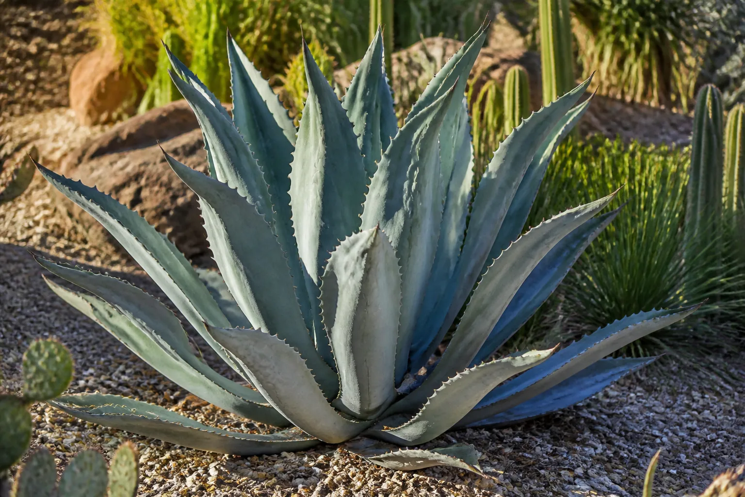 Blue-green agave century plant rosette in a dry rocky garden with gravel mulch