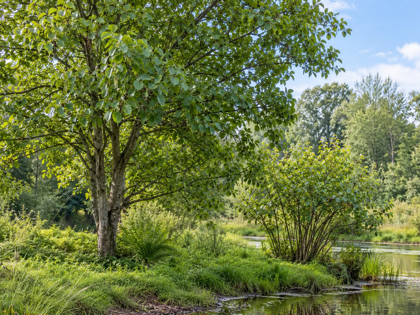 A mature alder tree and a smaller multi-stem alder shrub illustrate different landscape scales beside a pond