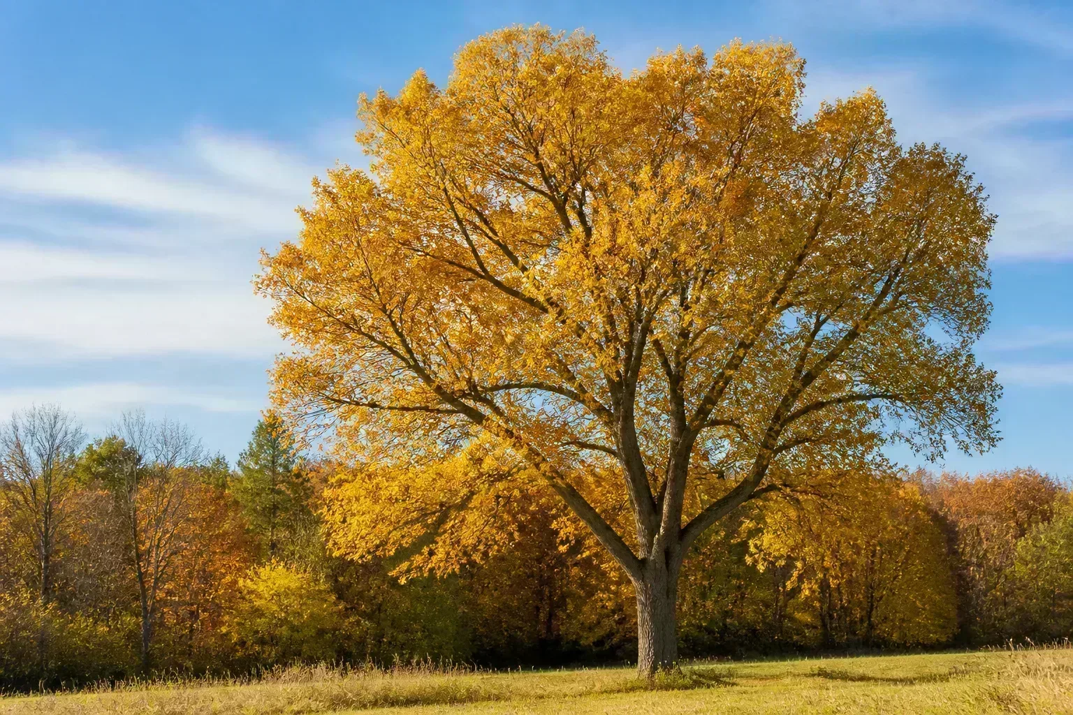 Mature hickory tree with golden fall foliage at a woodland edge