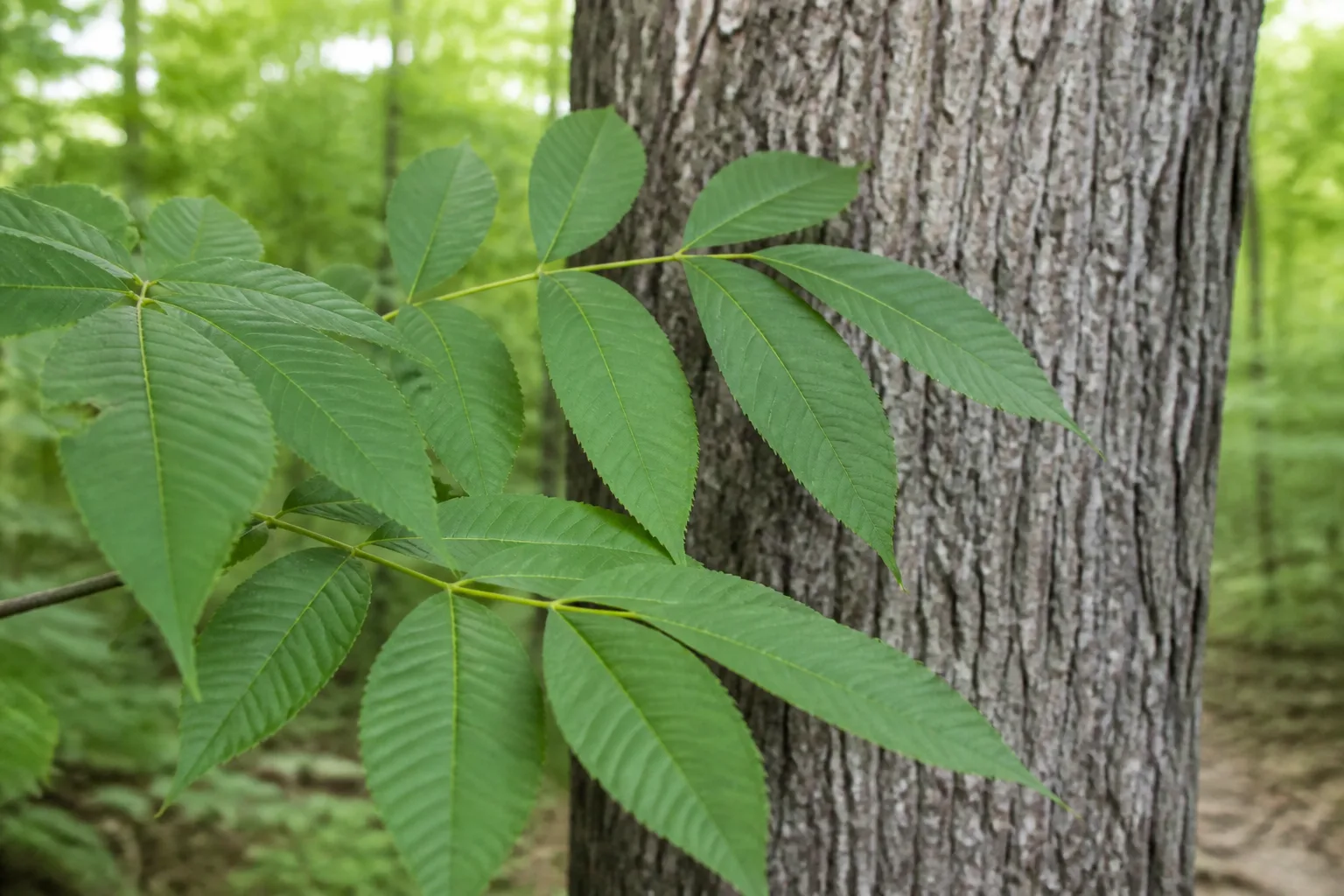 Compound hickory leaves and furrowed bark used for tree identification