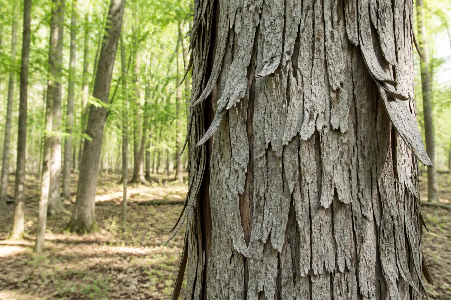 Shagbark hickory trunk with long peeling bark plates