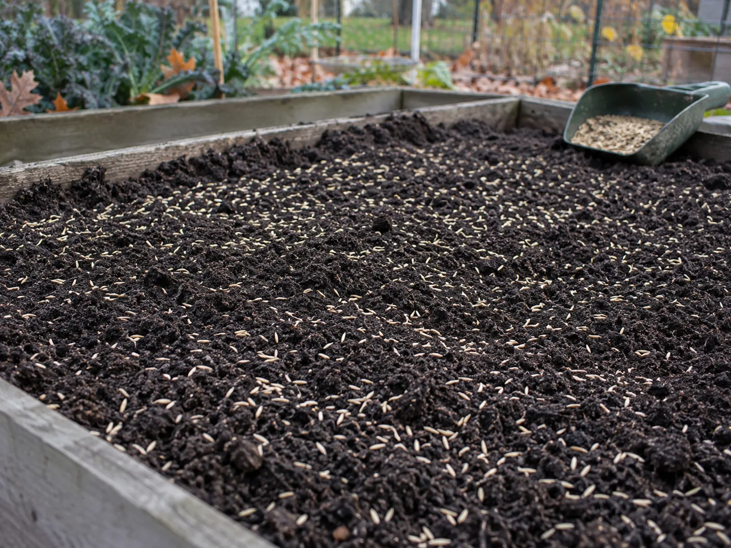 Cereal rye seed broadcast across a prepared garden bed
