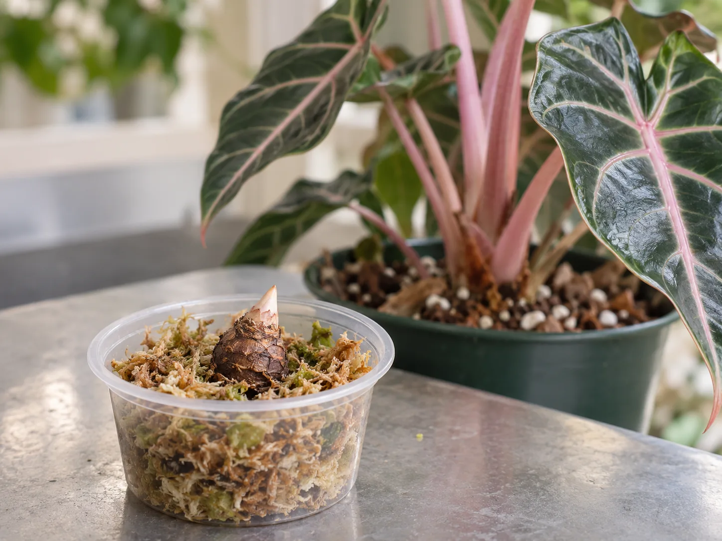 A firm Alocasia corm sits partly exposed in lightly moist sphagnum beside a Pink Dragon plant.