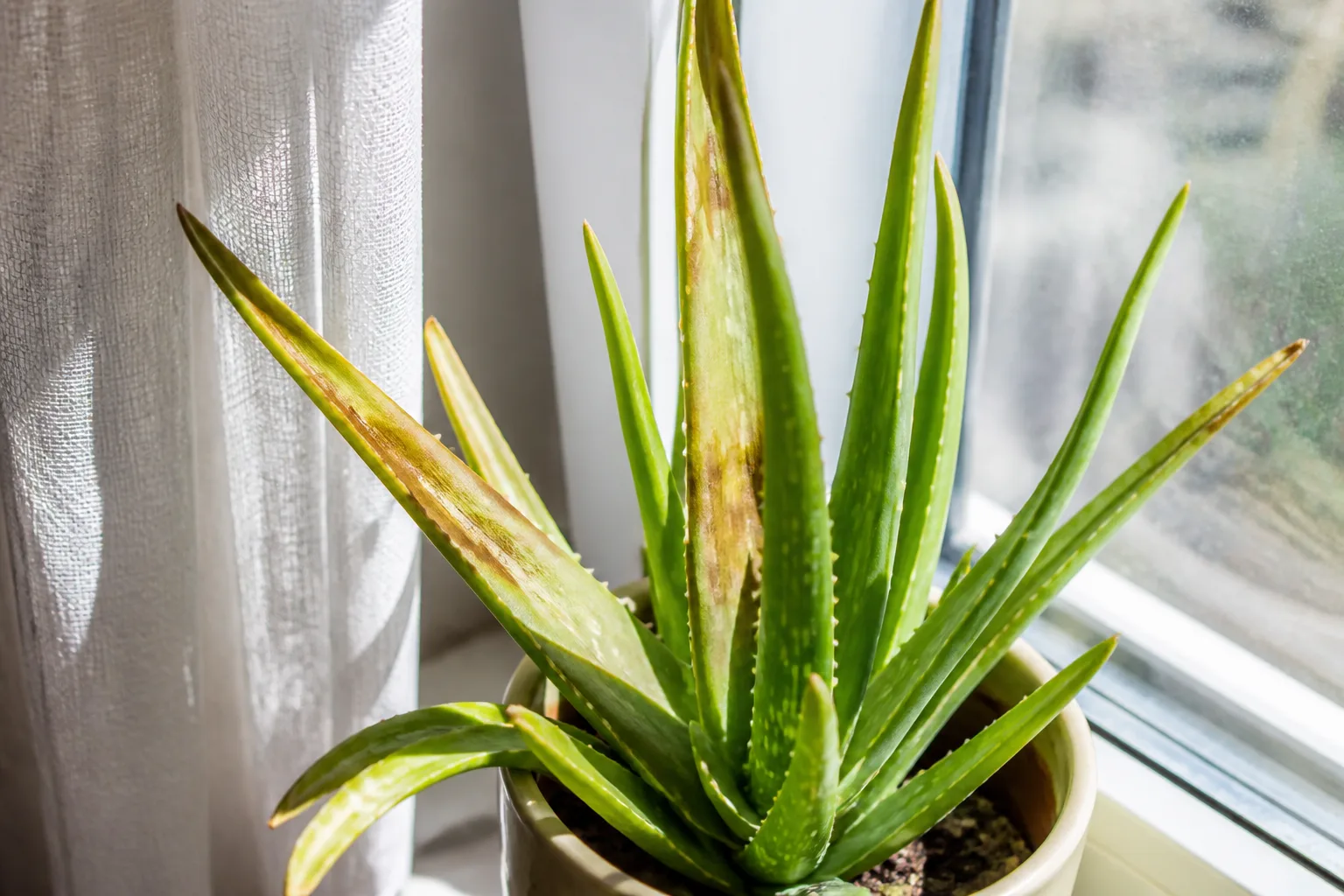 Sun-scorched aloe vera with bleached brown patches on sun-facing leaves