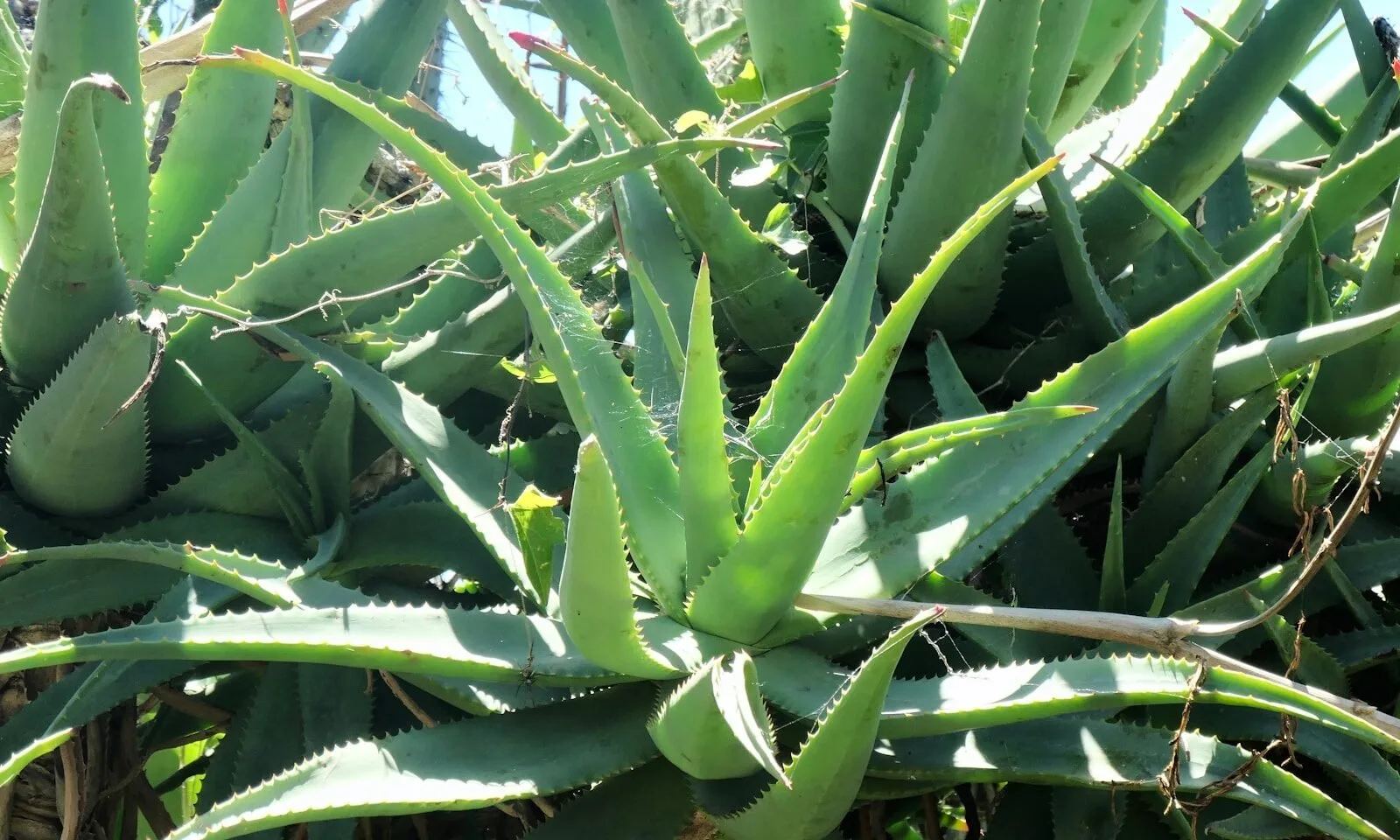 Established aloes growing outdoors in bright, open light