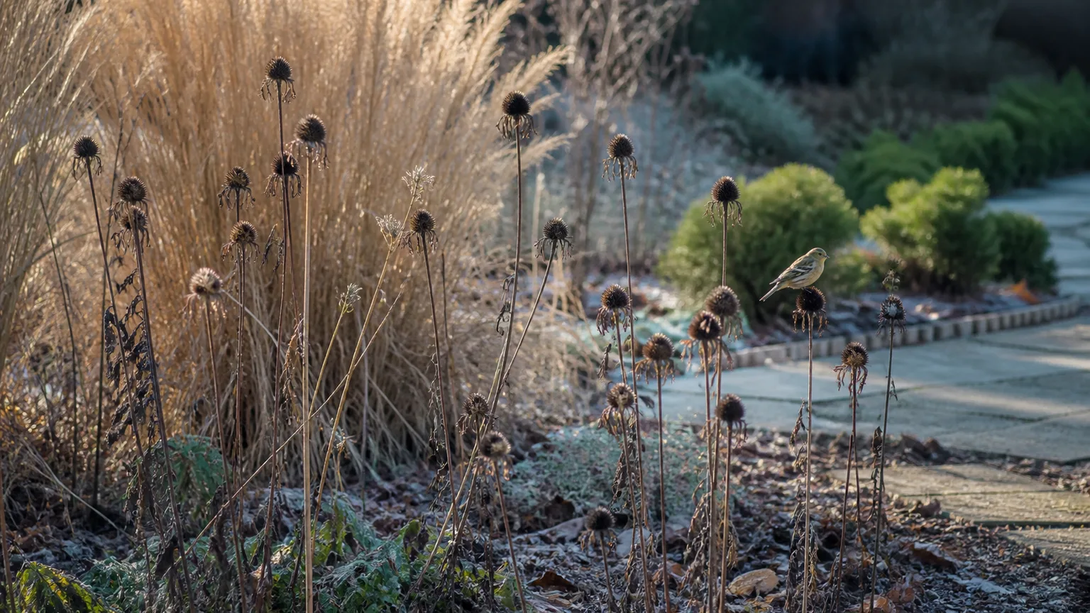 Dry coneflower seed heads and ornamental grasses left standing in a tidy winter wildlife garden