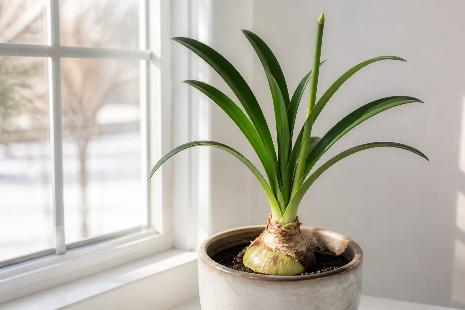 Potted Hippeastrum amaryllis with green strap leaves and a fading flower stalk on a bright windowsill after holiday bloom