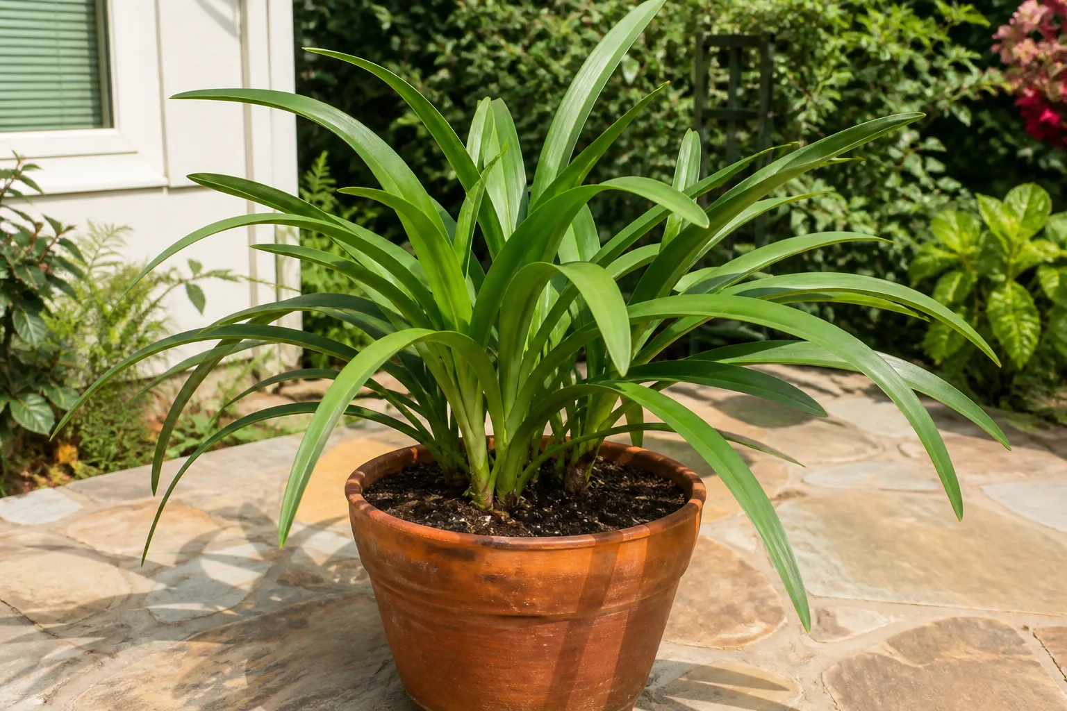 Stage 1 Leaf Growth Through Late Summer for stage 1: leaf growth through late summer