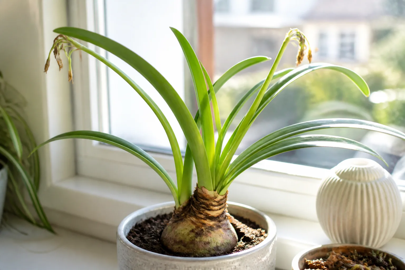 Why Your Spent Amaryllis Is Worth Keeping for why your spent amaryllis is worth keeping