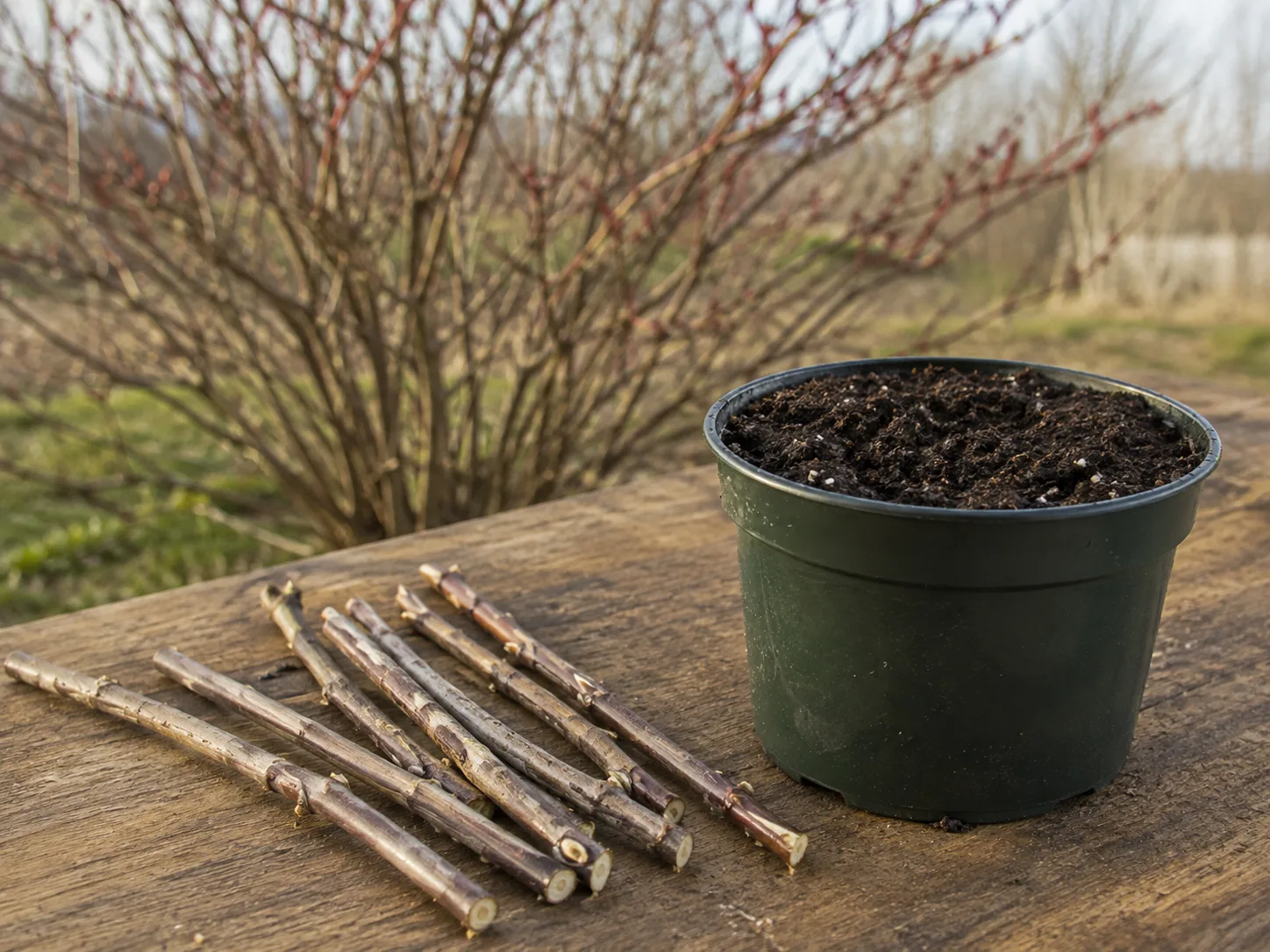 Dormant American elderberry hardwood cuttings beside a propagation pot on an outdoor potting bench