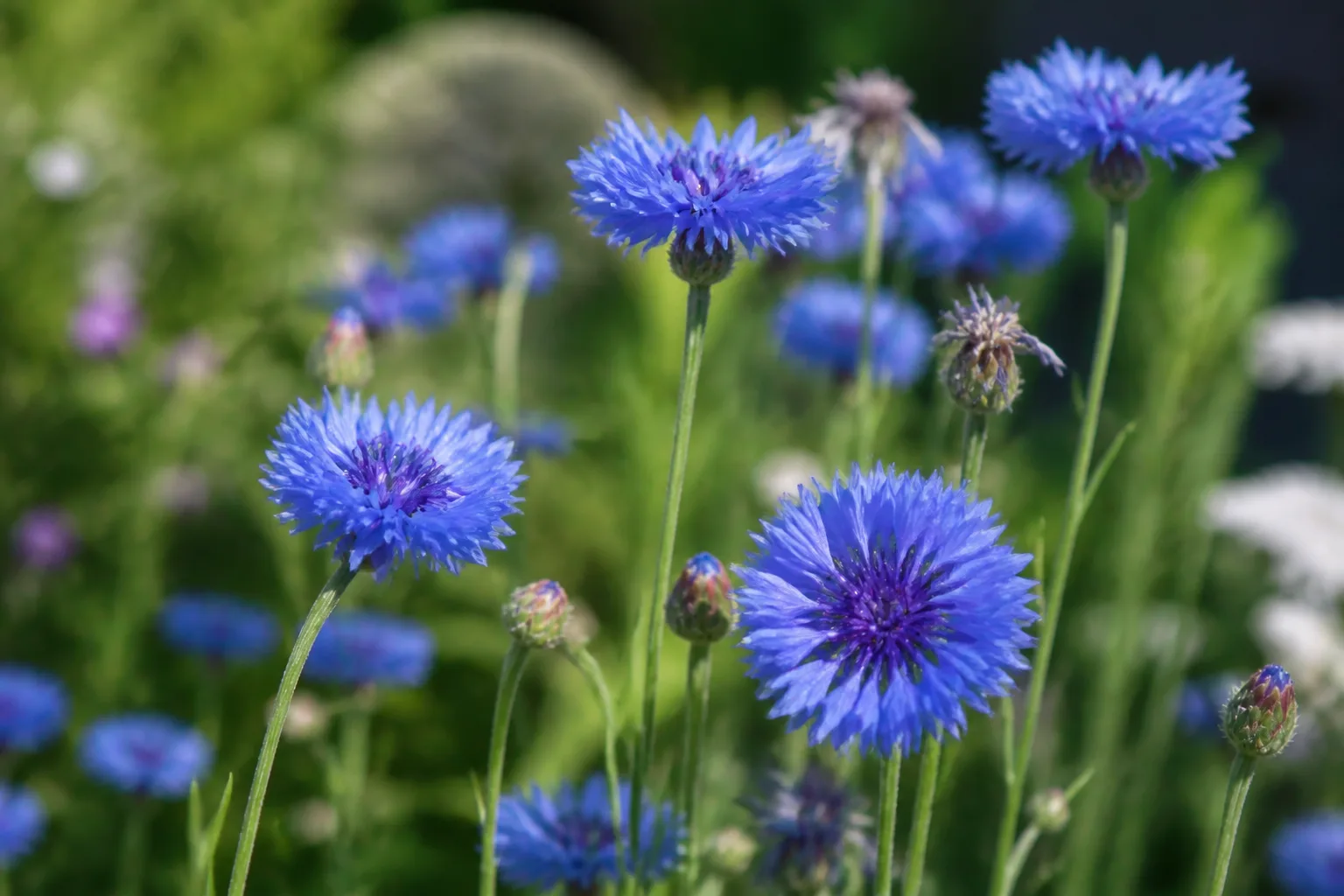 Blue cornflower blooms in a sunny cottage garden row