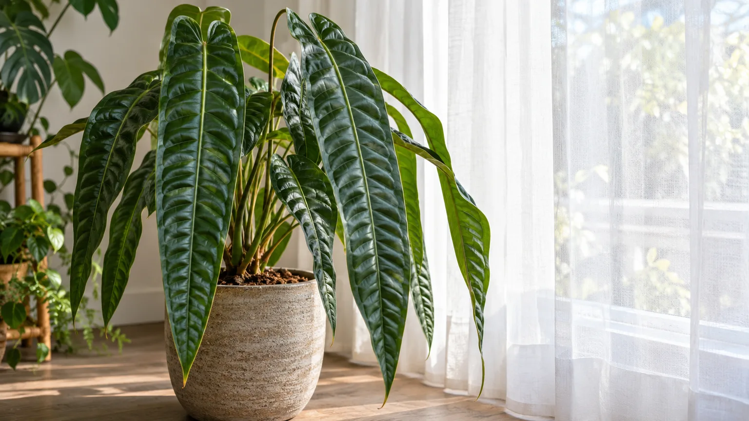 Anthurium veitchii beside a sheer curtain in bright filtered window light