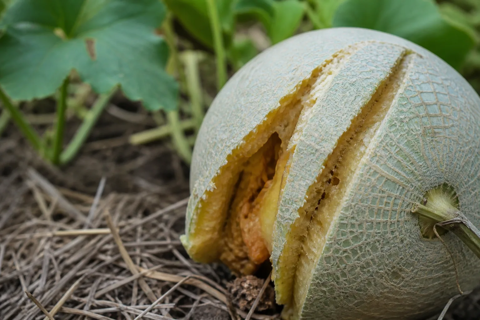 Cantaloupe in a garden bed with parallel rodent gnaw grooves exposing the flesh