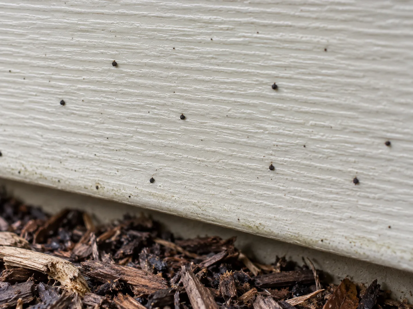 Tiny dark artillery-fungus spore packets stuck to cream siding above a shredded-mulch bed