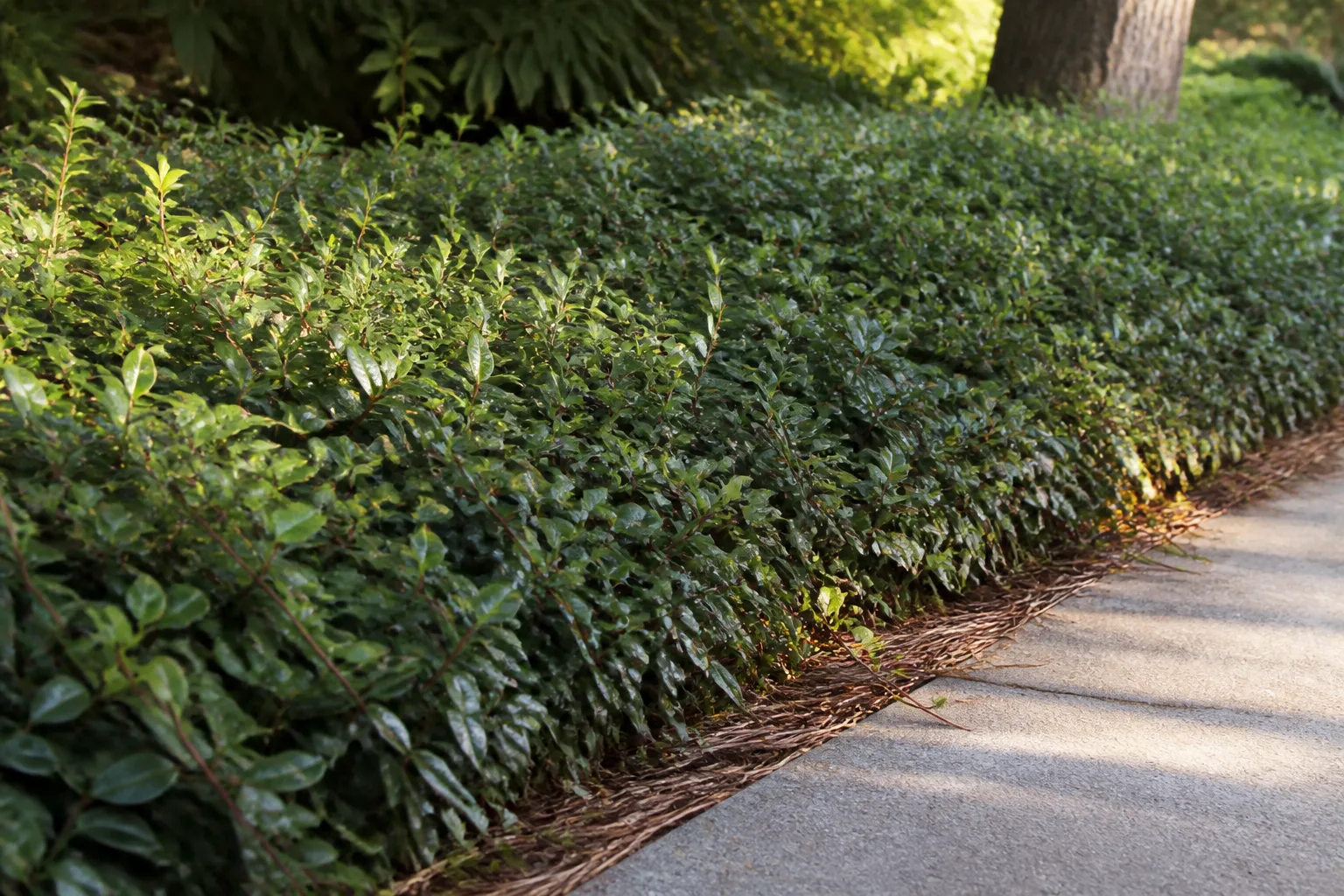 Dense evergreen asiatic jasmine groundcover mat with small glossy dark green leaves in a warm-climate garden bed