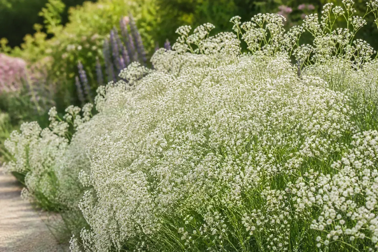 White baby's breath flowers in full summer bloom along a sunny cottage garden border