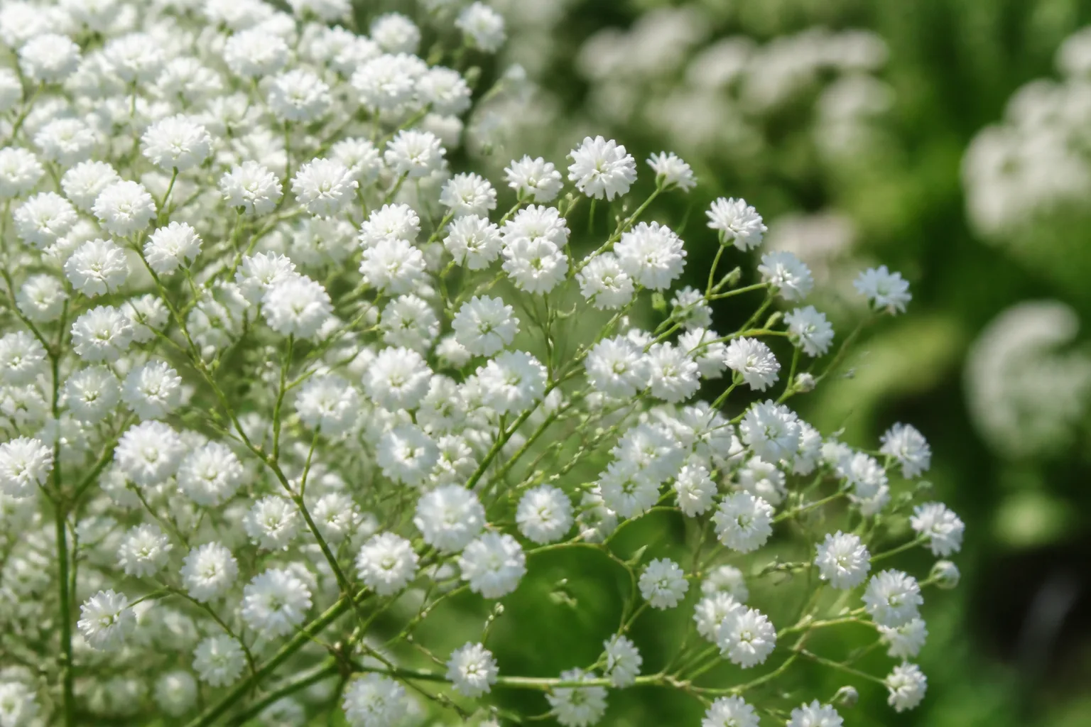 Close-up of airy white double Gypsophila paniculata flower sprays on slender green stems in a sunny garden