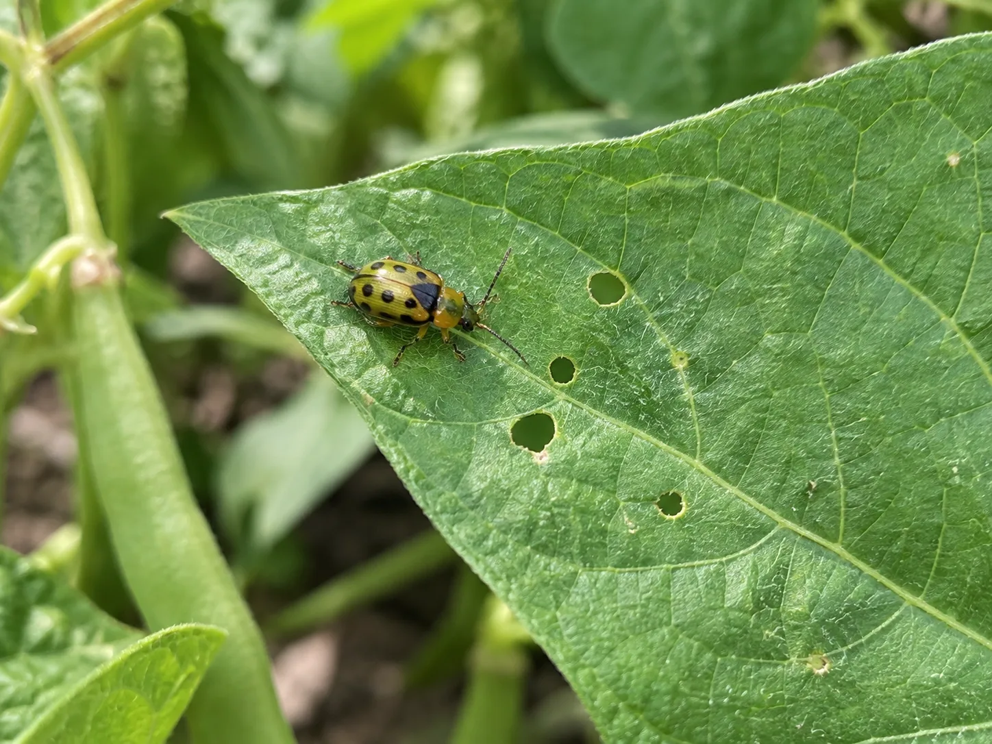 Adult bean leaf beetle on a bean leaf with small feeding holes, showing its oval body, dark wing margins, and variable spots