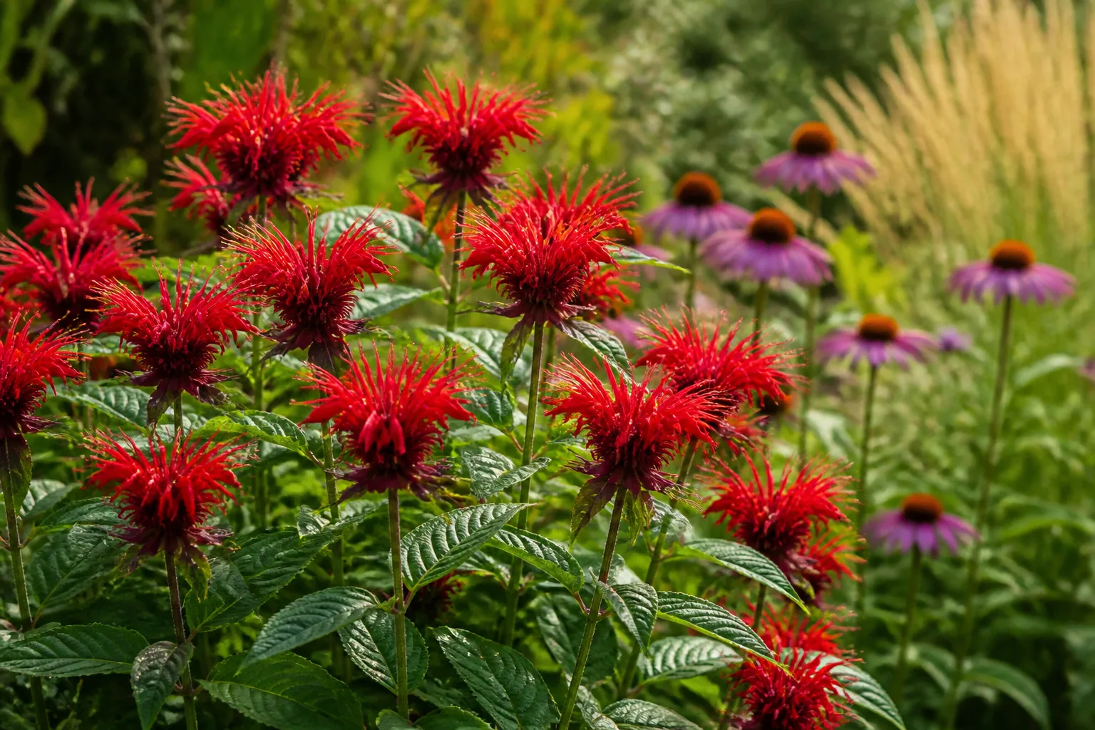 Scarlet bee balm in full summer bloom in a sunny pollinator garden border