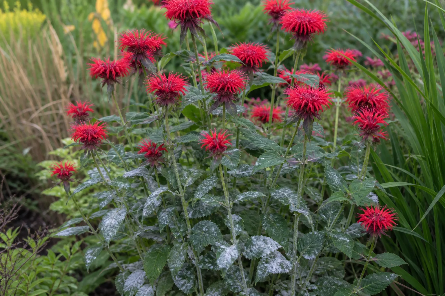 Bee balm leaves with white powdery mildew coating on lower foliage while upper flower clusters remain healthy