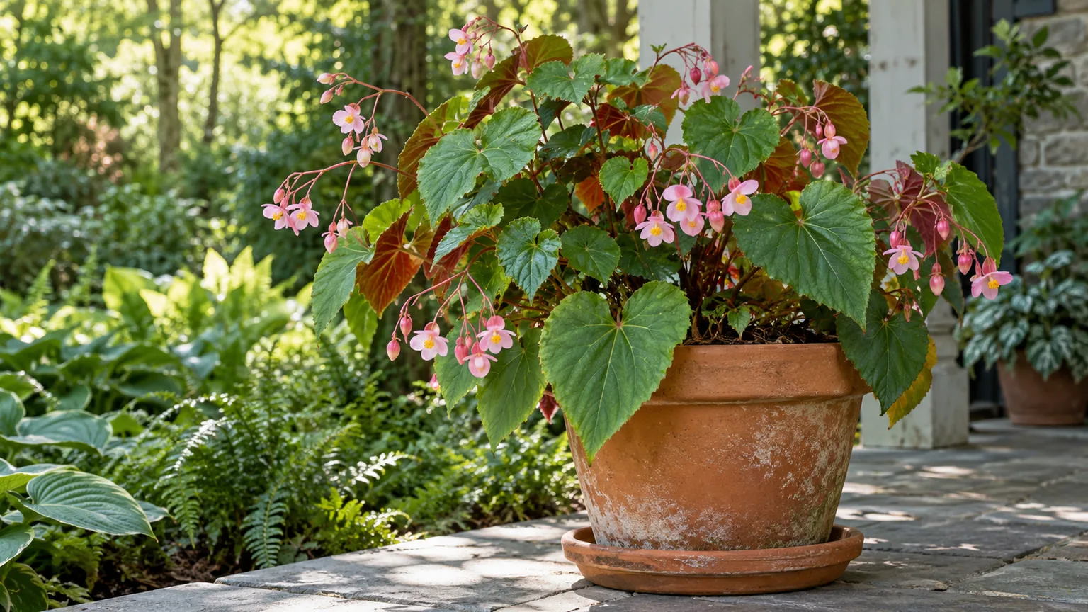 Hardy begonia growing in a broad, well-drained container in a sheltered, dappled-shade setting.