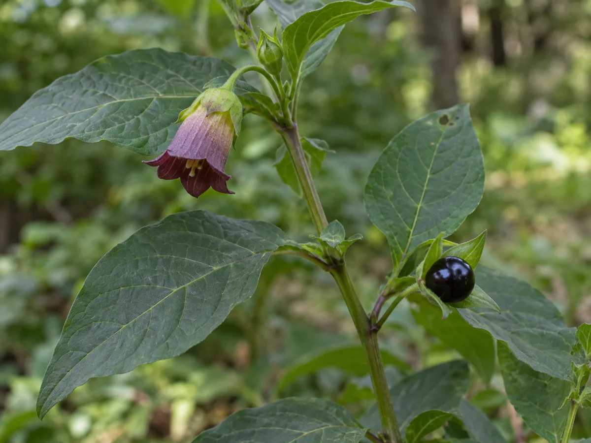 Illustrative close view of deadly nightshade leaves, a drooping purple flower, and one glossy black berry