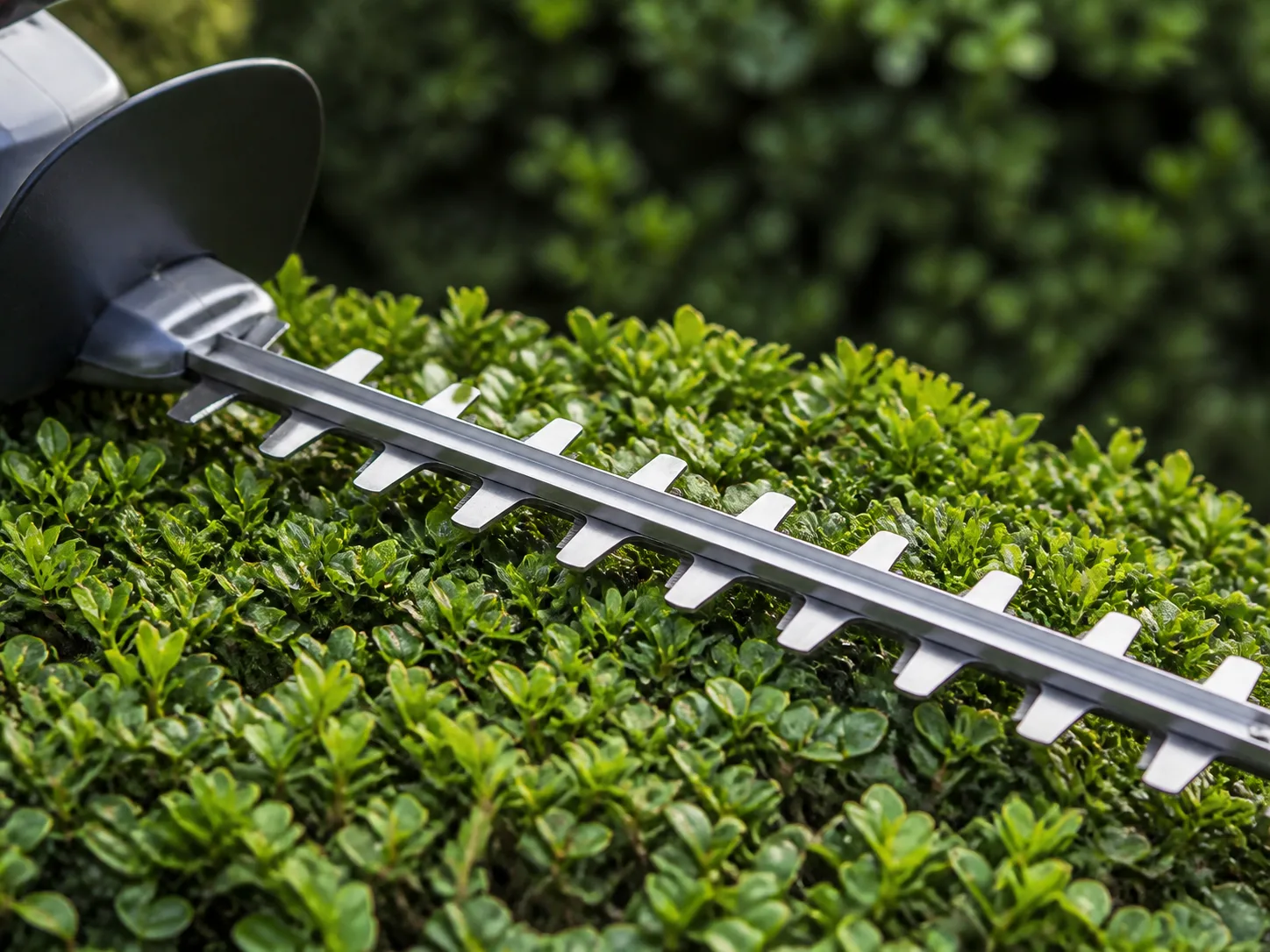 Close view of cordless hedge-trimmer blade teeth resting on a clipped boxwood hedge