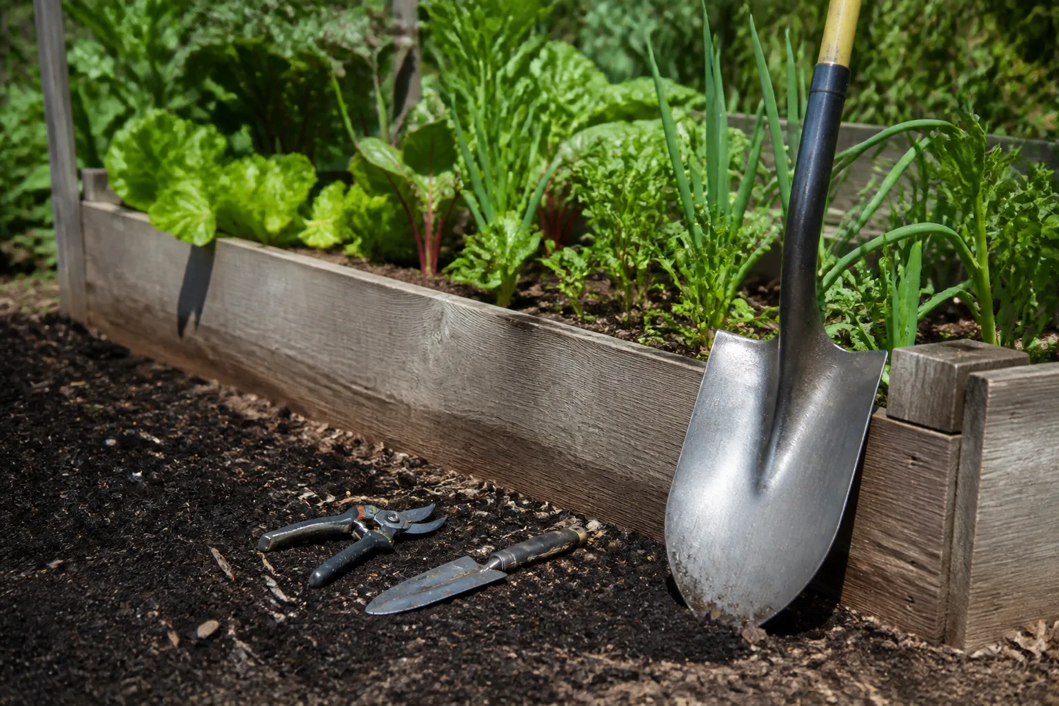 Shovel, mattock, and digging tools arranged for yard excavation work