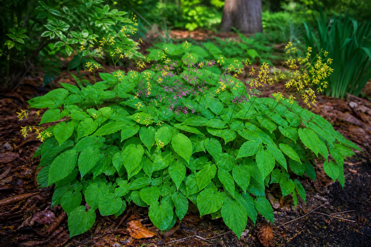 Epimedium barrenwort groundcover with heart-shaped leaves and delicate spring flowers in a shaded woodland bed