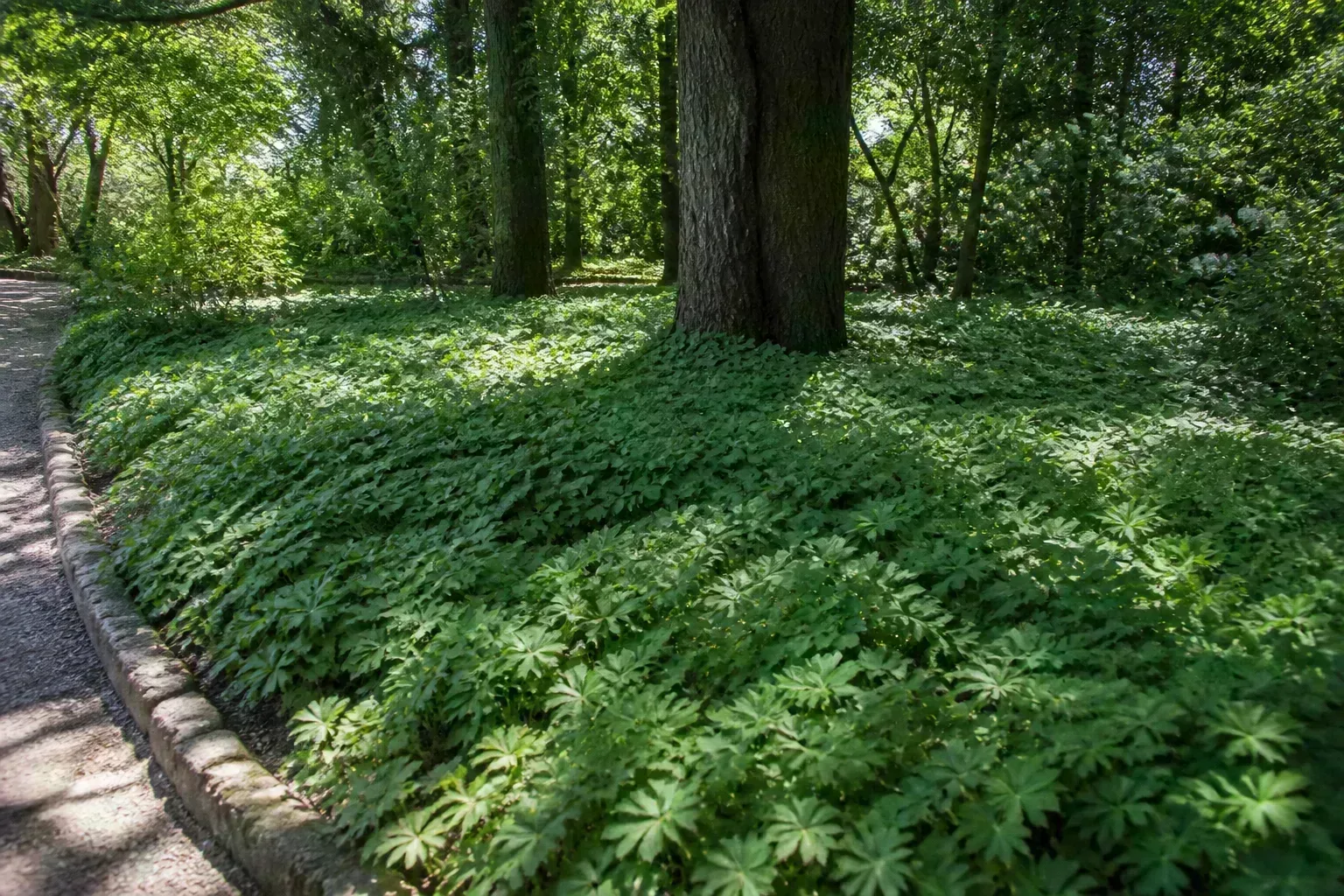 Dense shade groundcover forming a continuous green carpet beneath mature trees with no bare soil visible