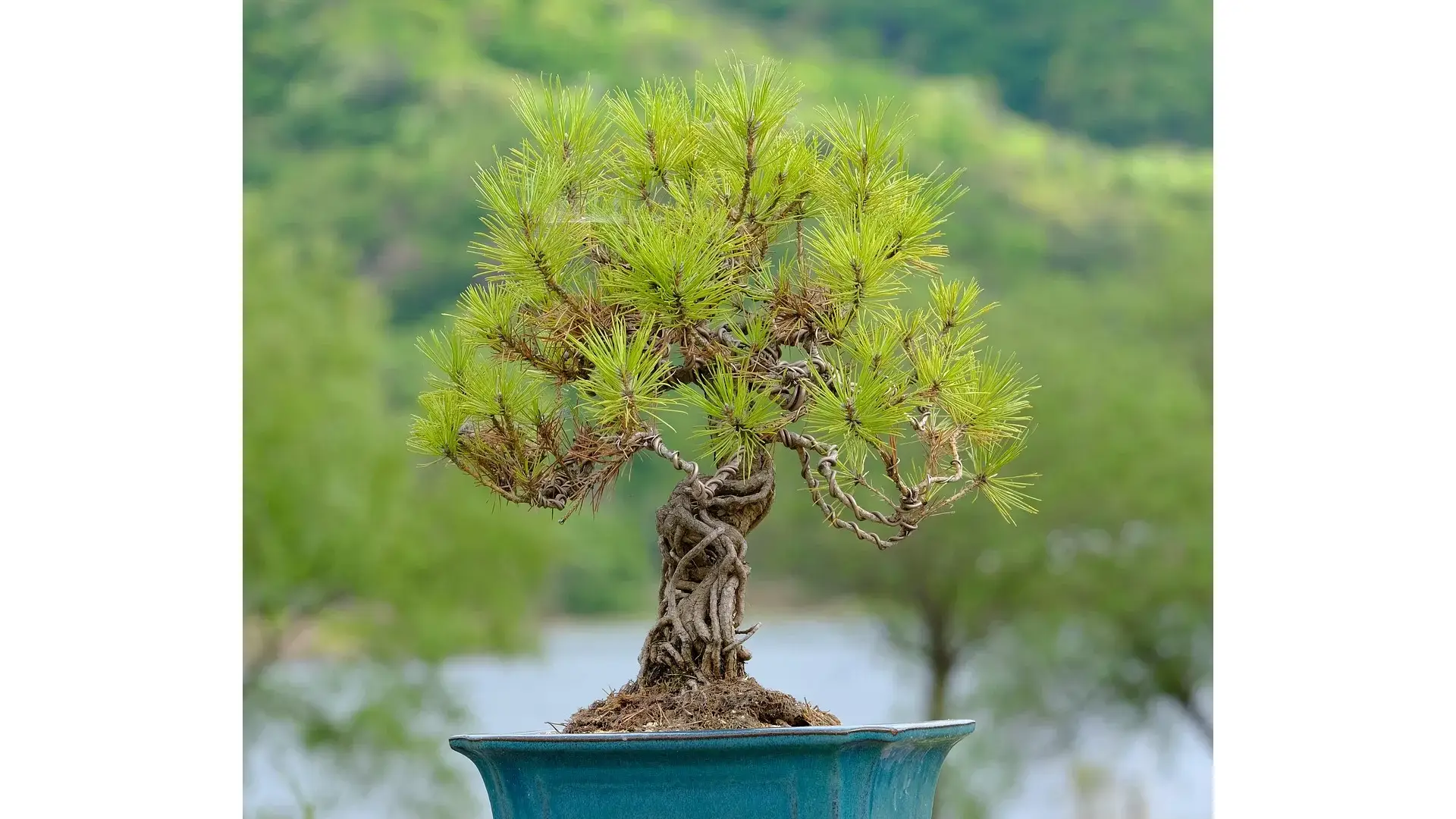 An outdoor pine bonsai with wired branches in a bright garden setting, illustrating why conifers need outdoor light and seasonal care