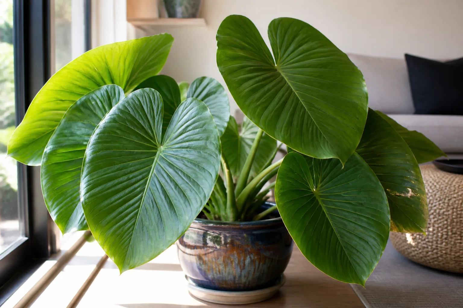 Large tropical elephant ear leaves arching over a lush garden bed in partial shade