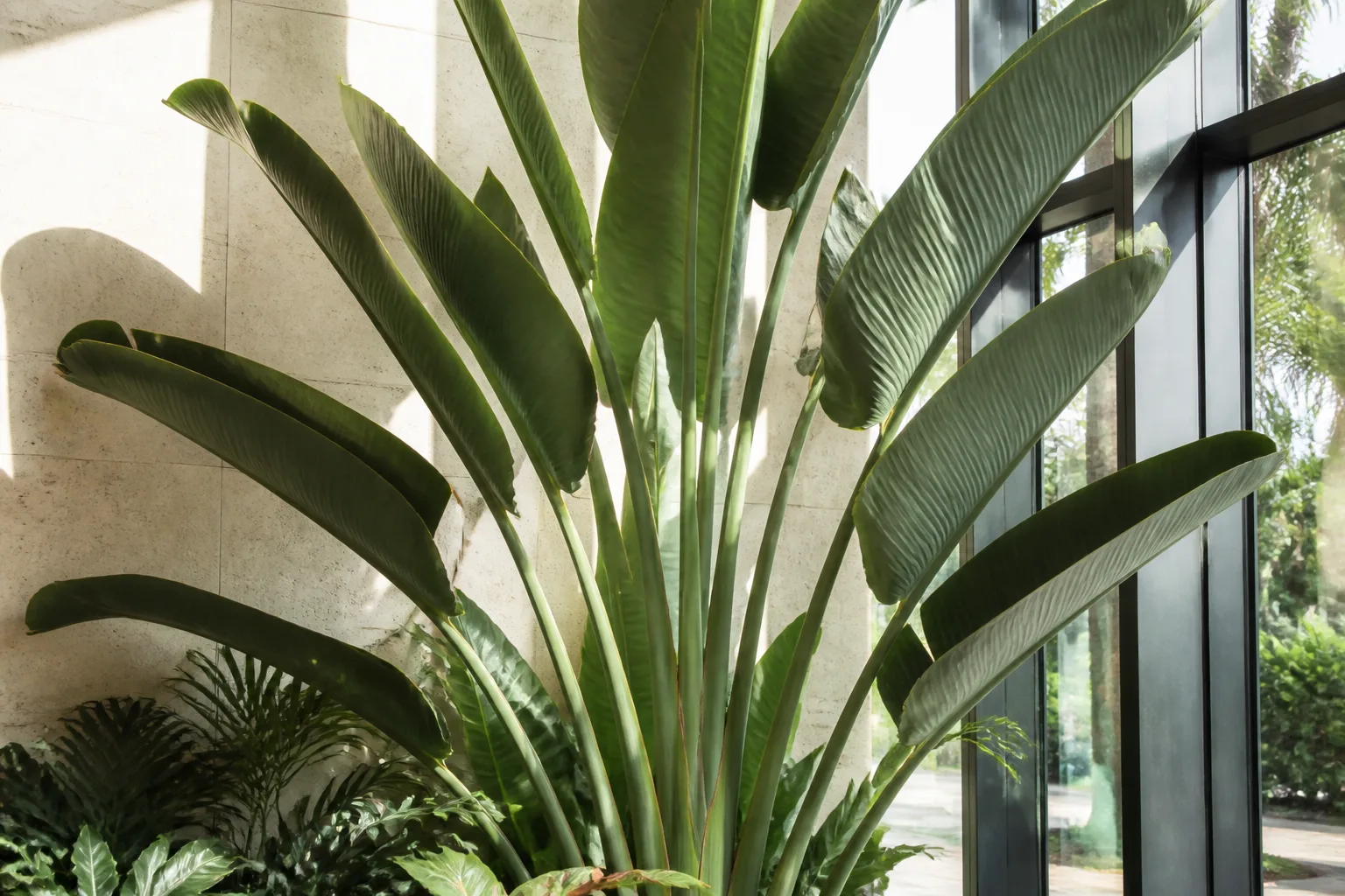 Giant white bird of paradise with large upright banana-like leaves in a bright atrium