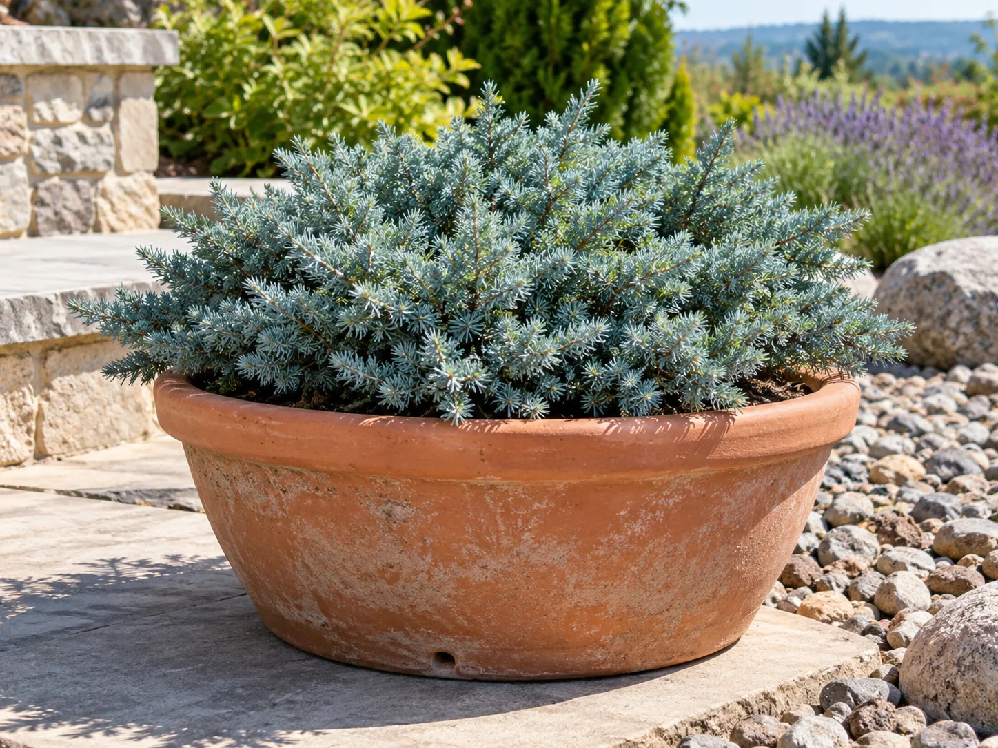 Blue Star juniper growing outdoors in a broad, stable patio container
