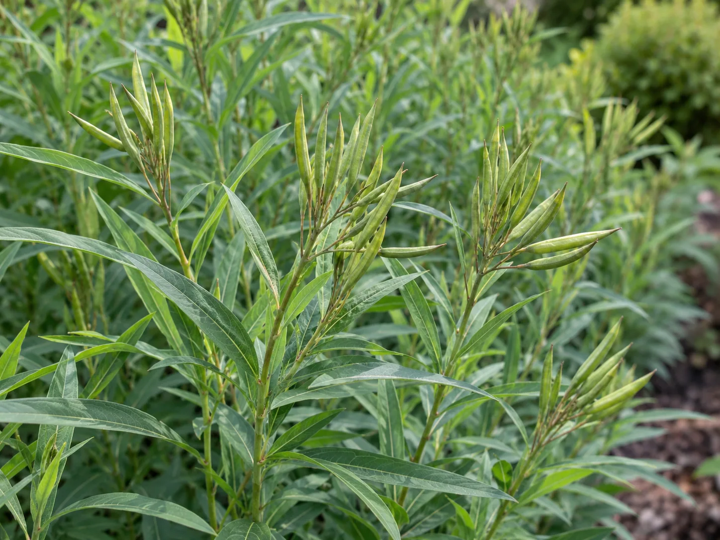 Narrow green Amsonia seed pods developing among willow-shaped leaves