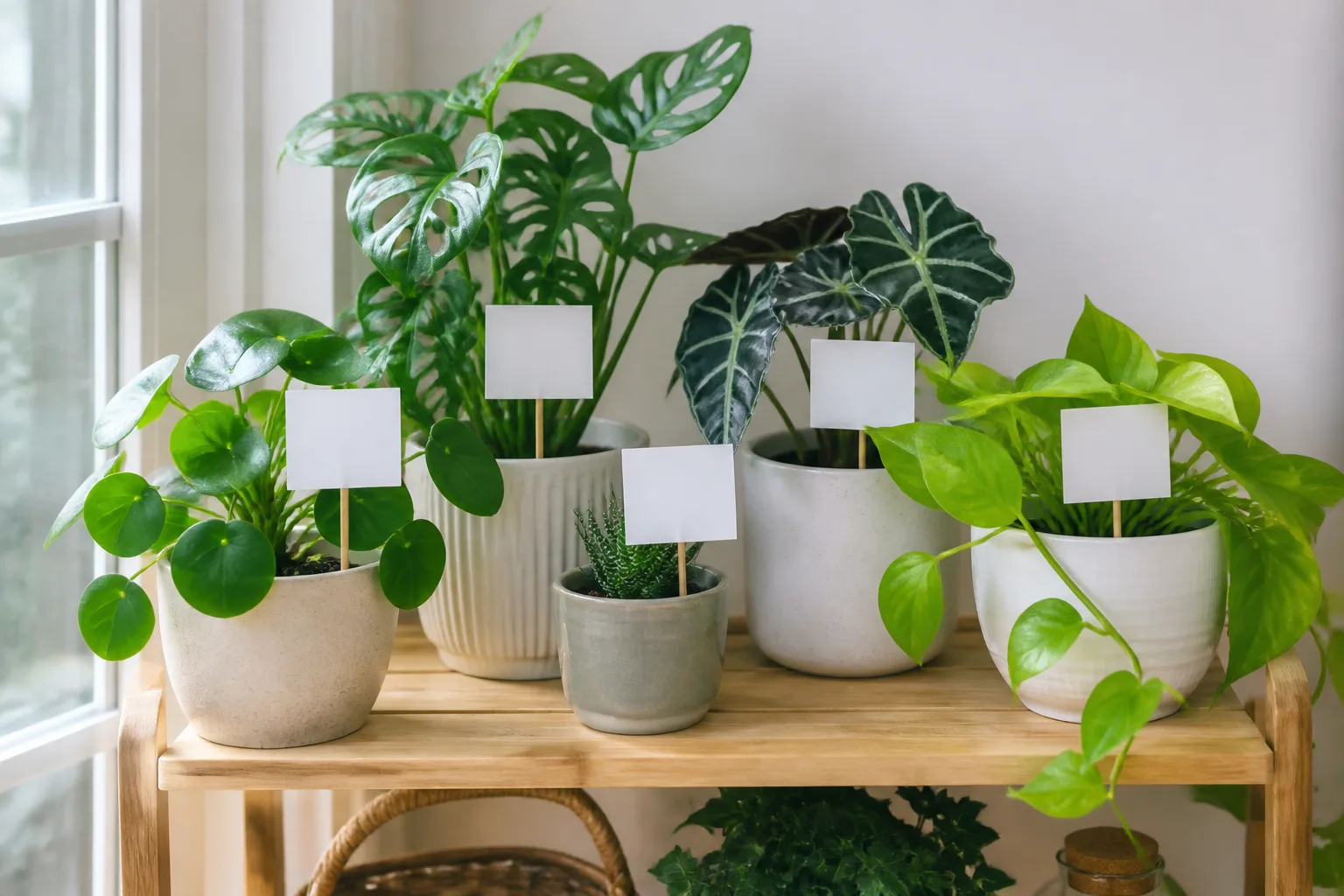 Grouped houseplants on a windowsill shelf arranged for vacation care with labeled zones before a long trip