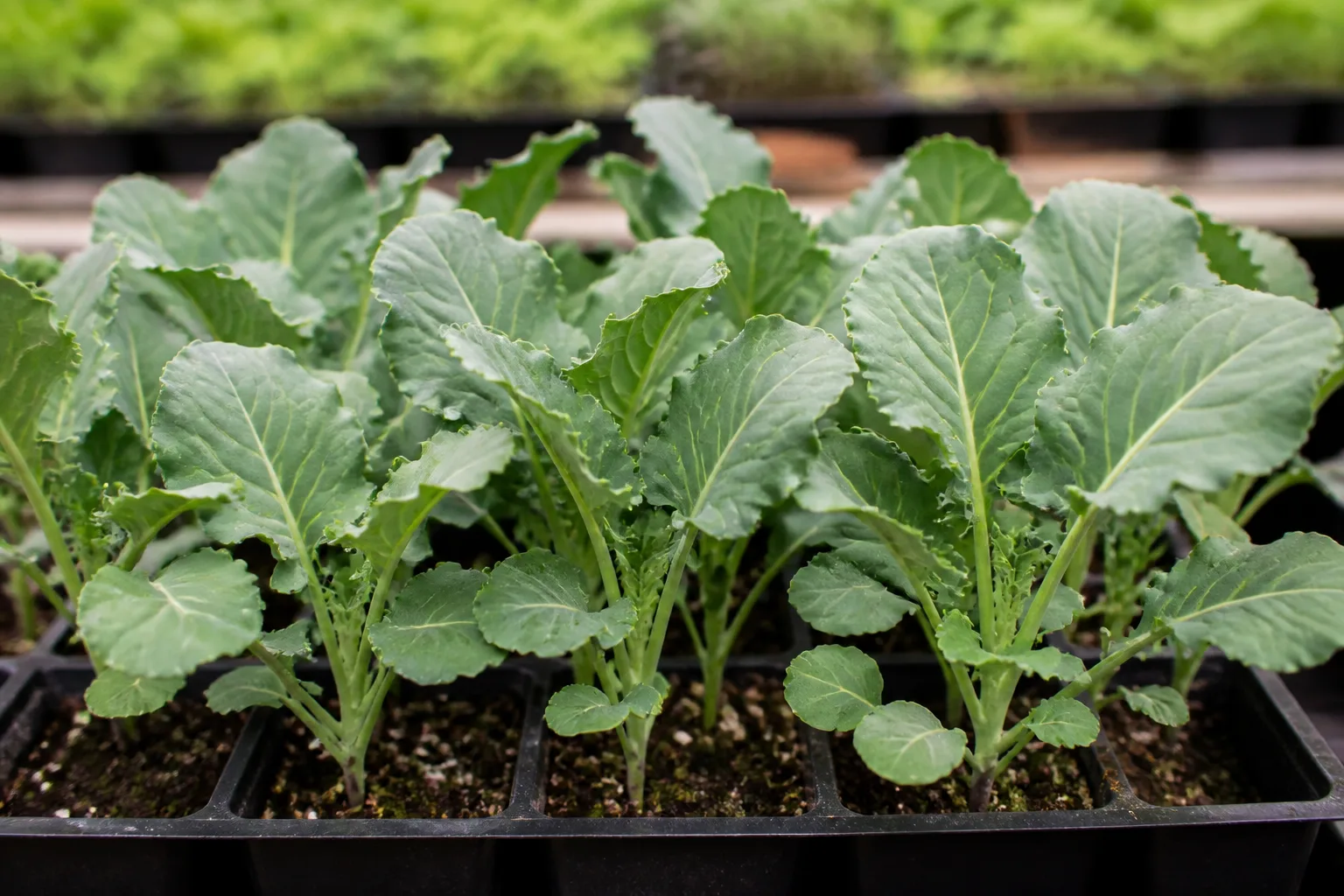 Stocky young broccoli seedlings with bluish-green true leaves in a seed tray