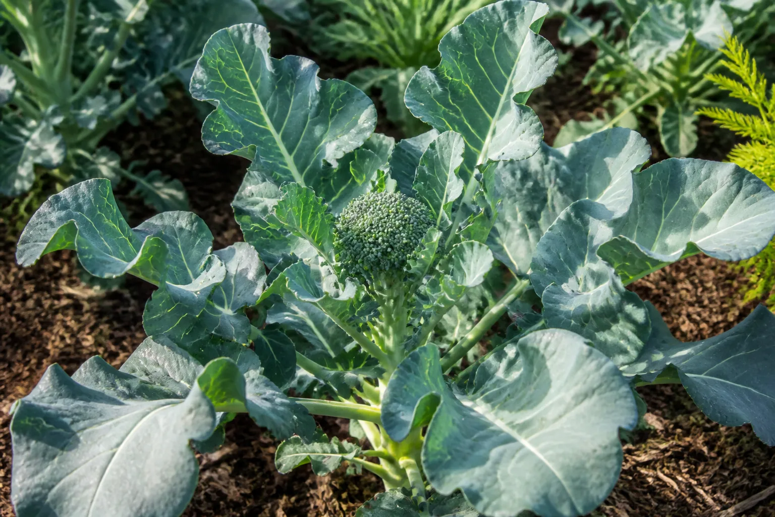 Large leafy broccoli plant in a garden bed with a small green crown button forming at the stem tip