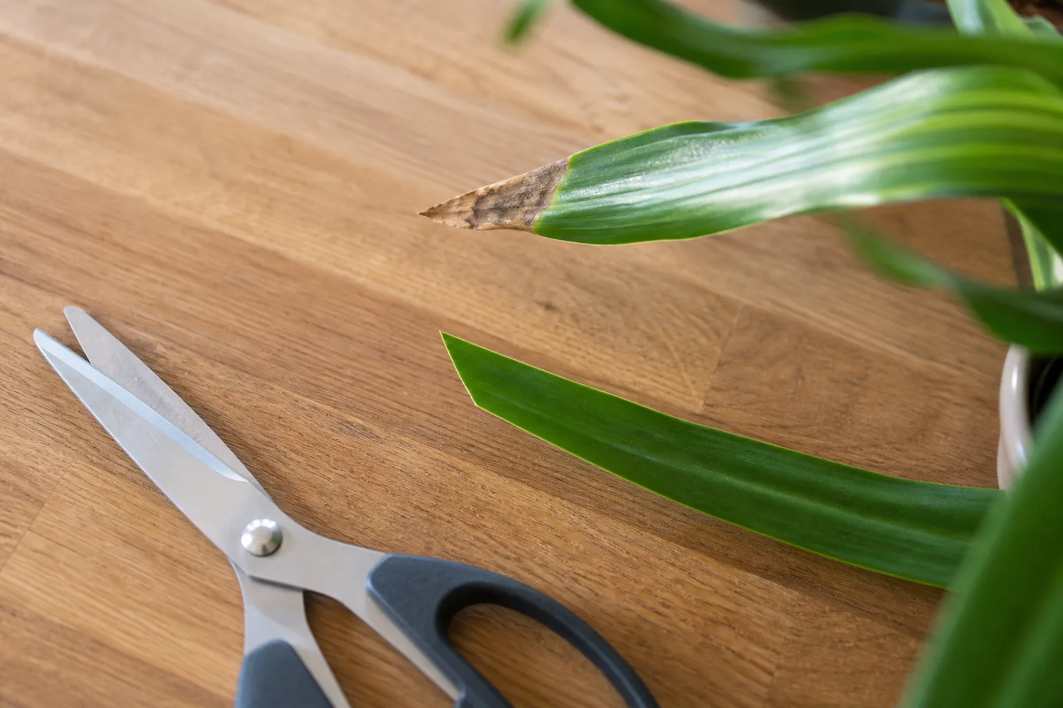 How To Trim Brown Tips Correctly for how to trim brown tips correctly