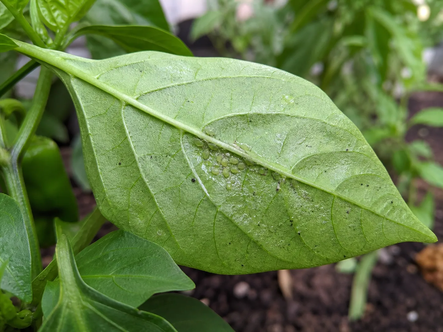 Aphids clustered along the underside midrib of a pepper leaf