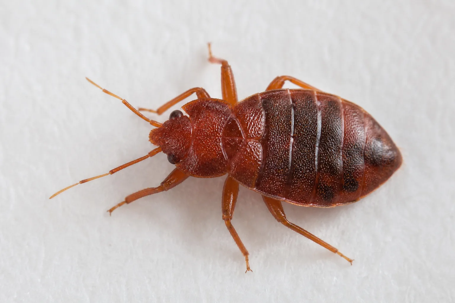 Bat bug and bed bug comparison on white surface showing similar oval bodies