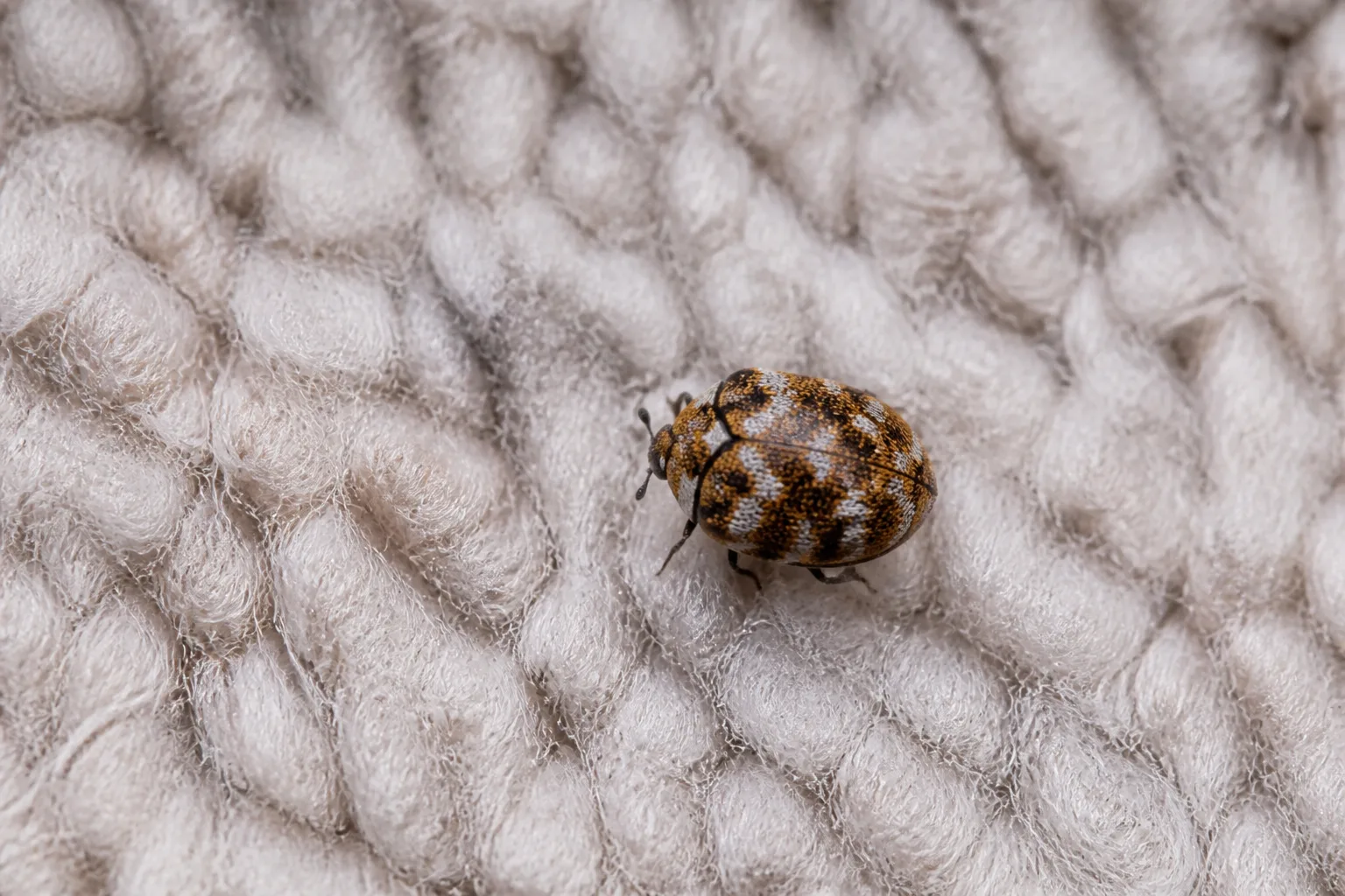 Varied carpet beetle with mottled white brown and orange scales on wool fabric