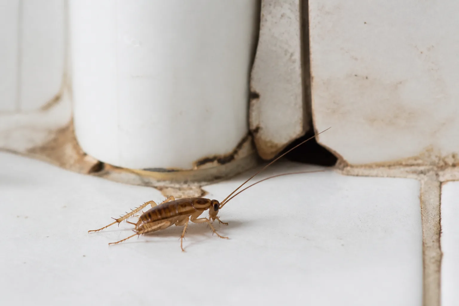 German cockroach nymph with two dark stripes on a tan body on a kitchen surface