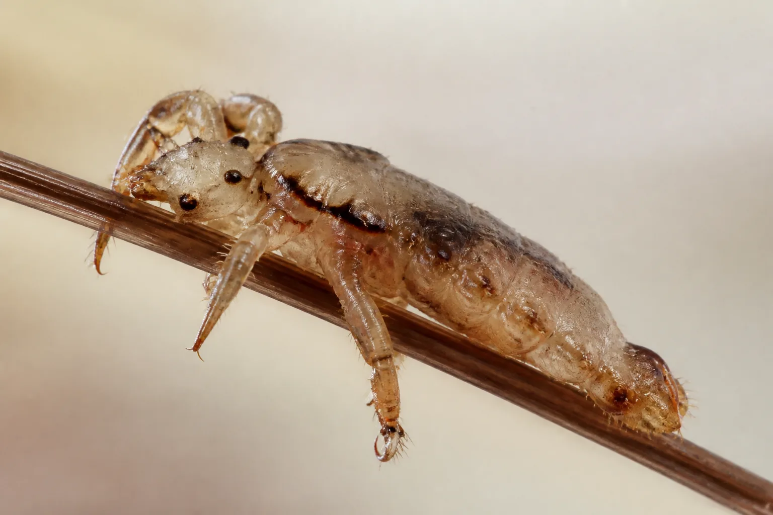 Head louse on hair strand showing elongated body and clawed legs
