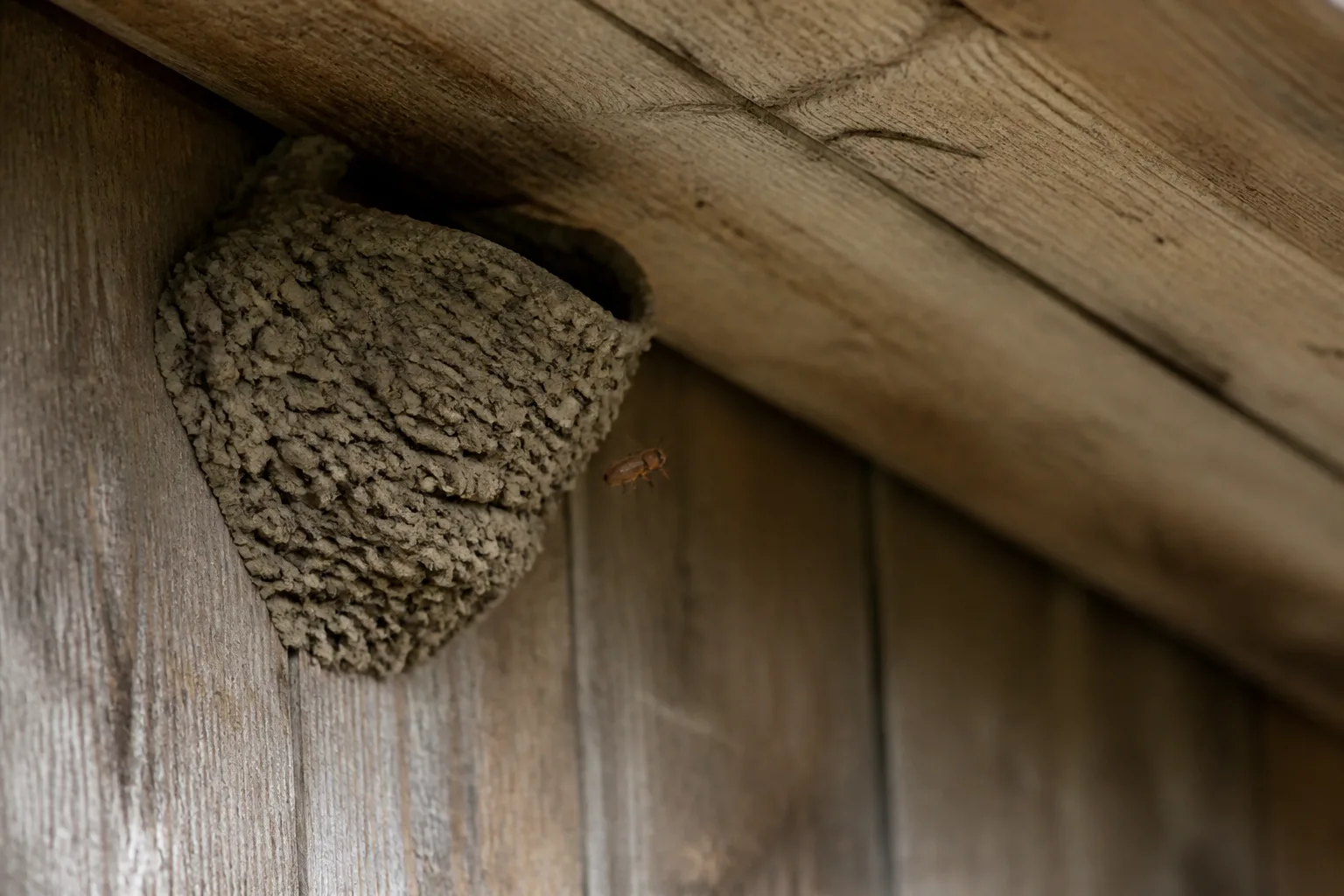 Swallow bug insect near old mud bird nest on exterior eave