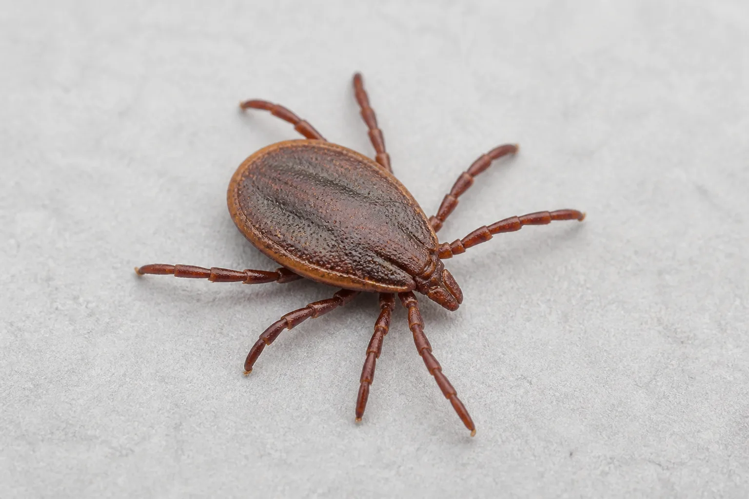 Engorged brown tick on neutral background showing eight legs and rounded body