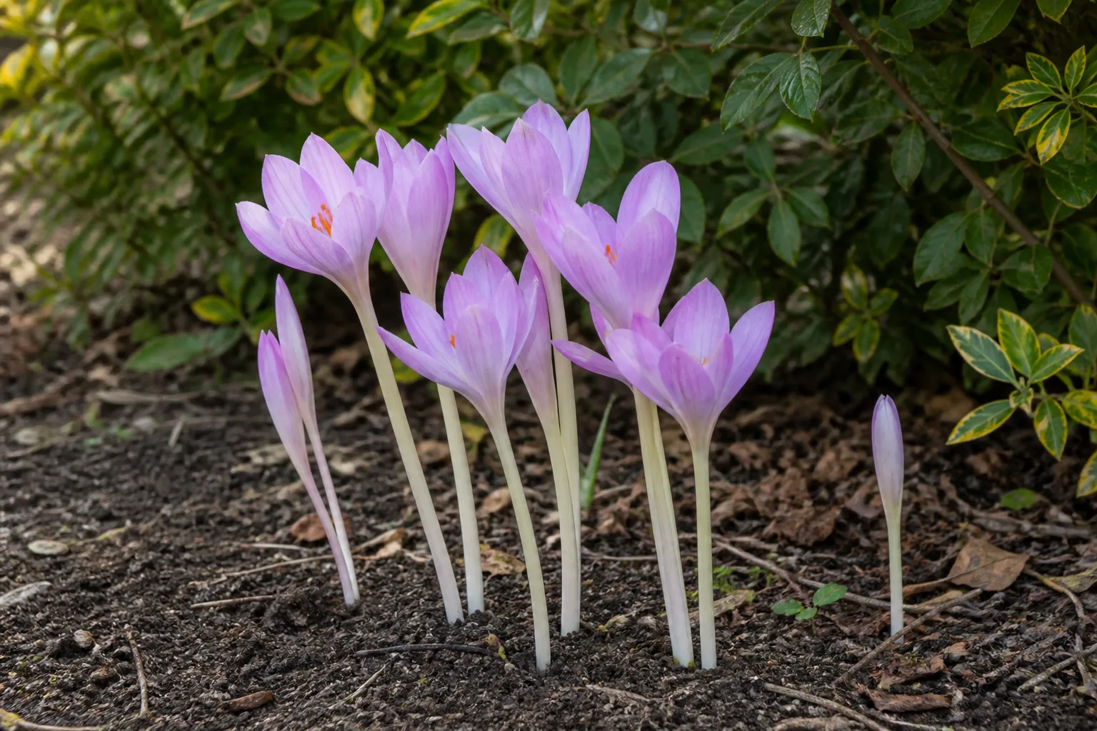 Lavender autumn crocus blooming in a garden bed