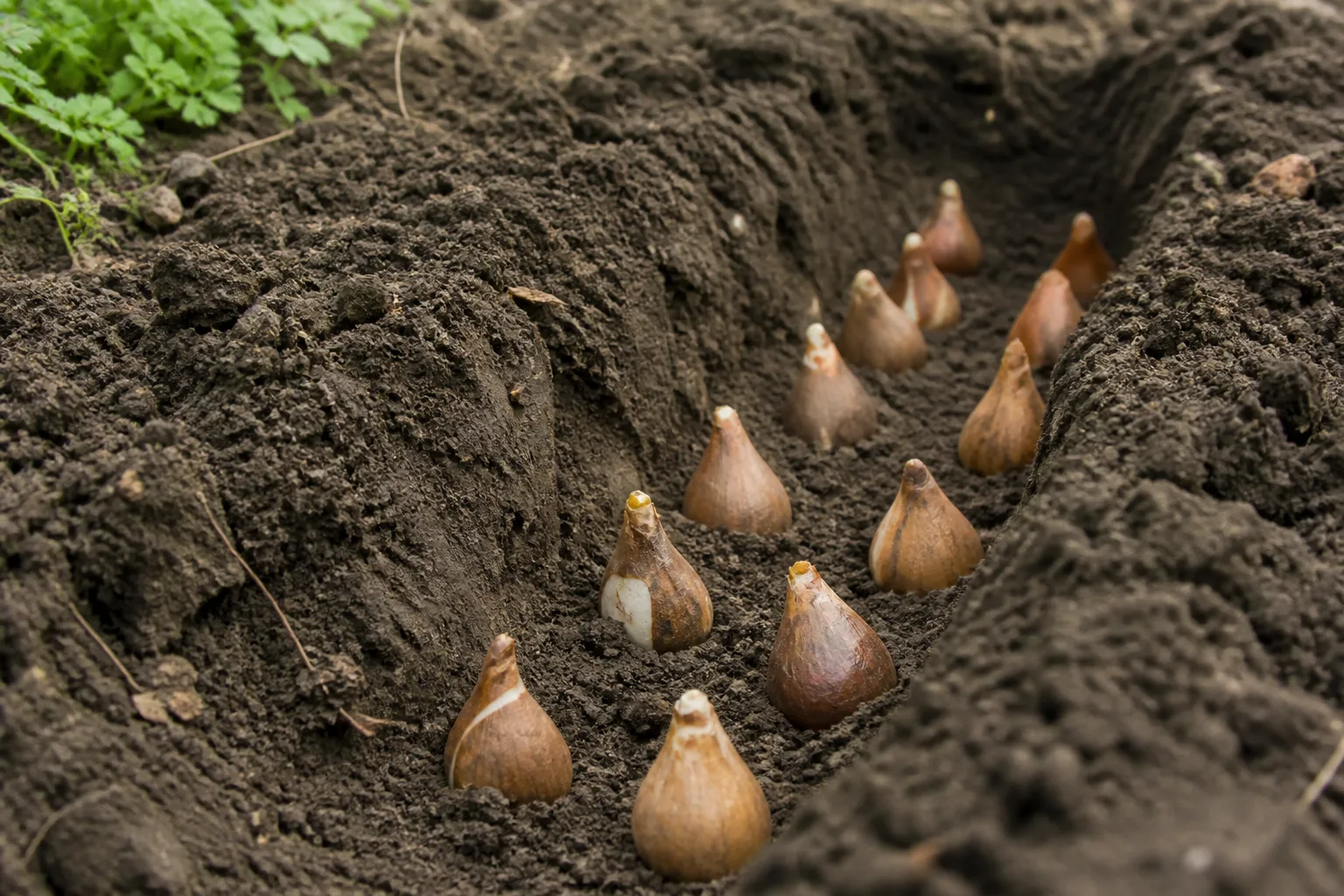 Bulbs arranged in a well-drained garden trench before backfilling