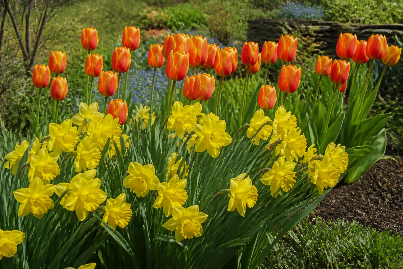 Daffodils naturalizing through a perennial garden border