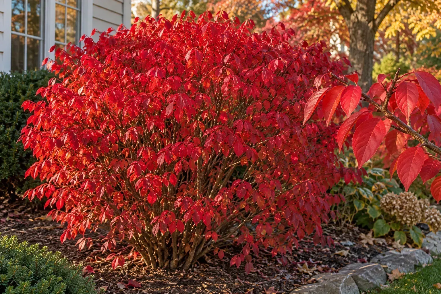 Burning bush with vivid scarlet-red autumn foliage in a garden border